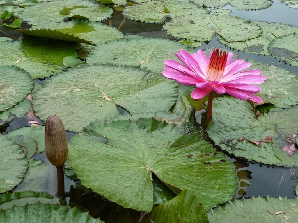 inspiration not competition between flowers