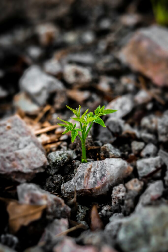 Growth in spite of fear